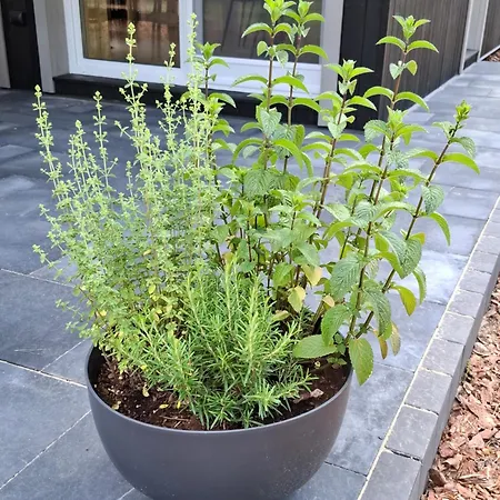 Perla Wincentowa * Stawiska (Radziejow)