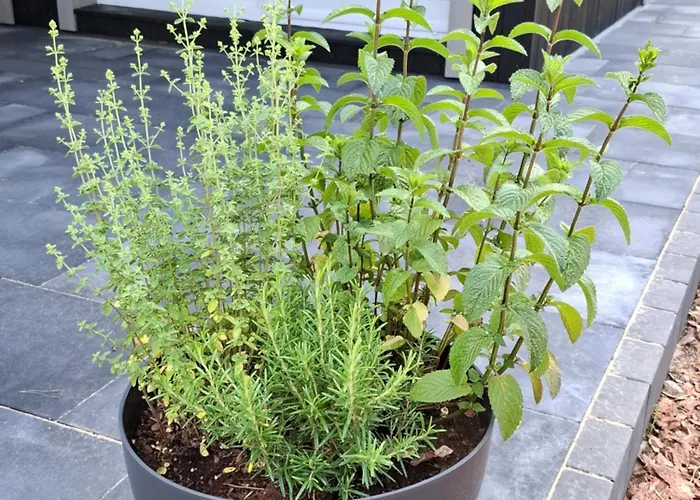 Perla Wincentowa * Stawiska (Radziejow)